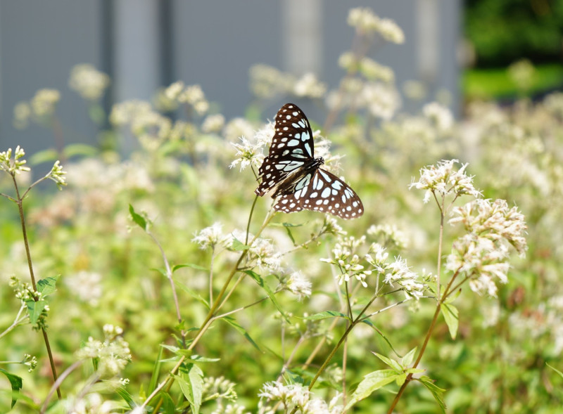 誘蝶植物招蜂引蝶-青斑蝶。   圖：林口區公所提供