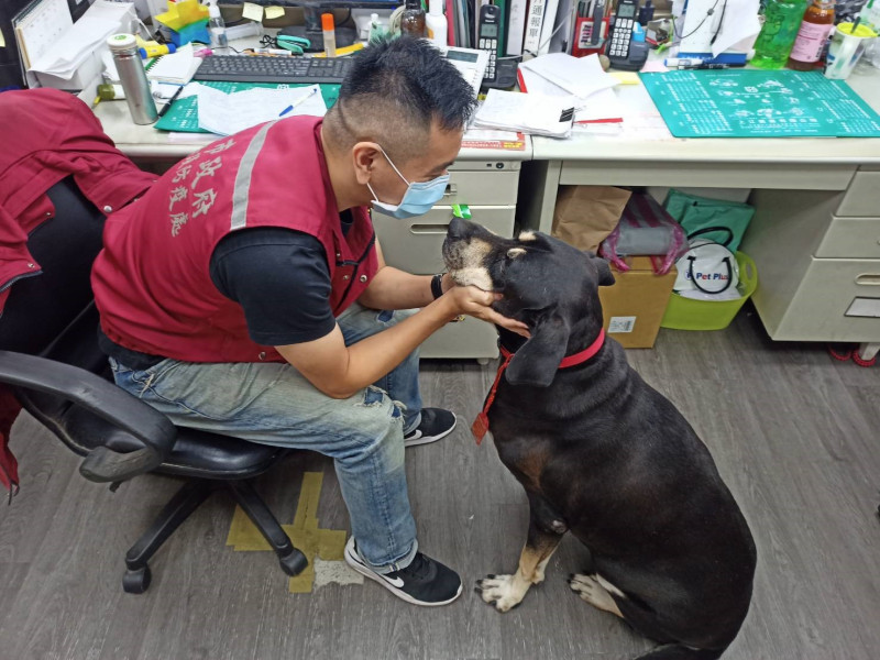 板橋動物之家招牌狗「大頭」陪伴員工上班。   圖：新北市動保處提供