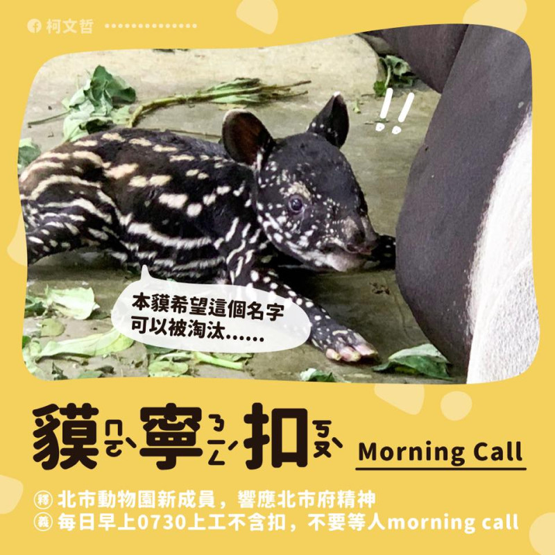 台北市長柯文哲幫馬來貘寶寶取名為「貘寧扣」。   圖：翻攝柯文哲臉書