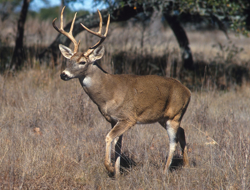 美國農業部在白尾鹿身上驗出新冠病毒。   圖：翻攝維基百科