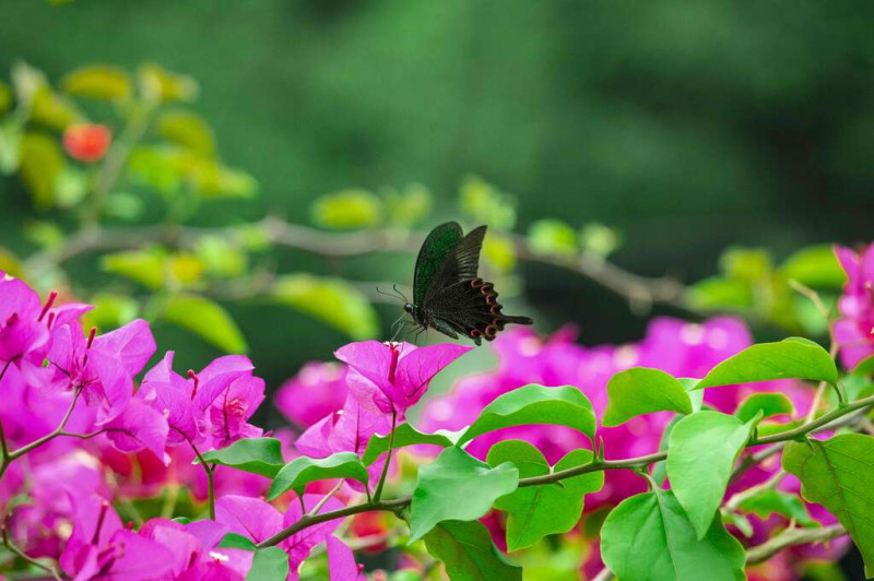金瑞治水園區生態良好有許多蝴蝶。   圖：台北水利處／提供