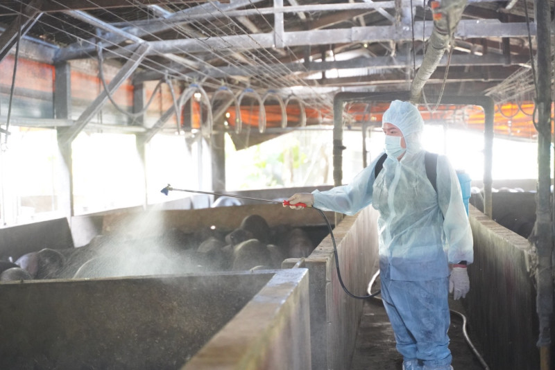 動保處對豬場進行環境消毒作業。   圖：新北市動保處提供