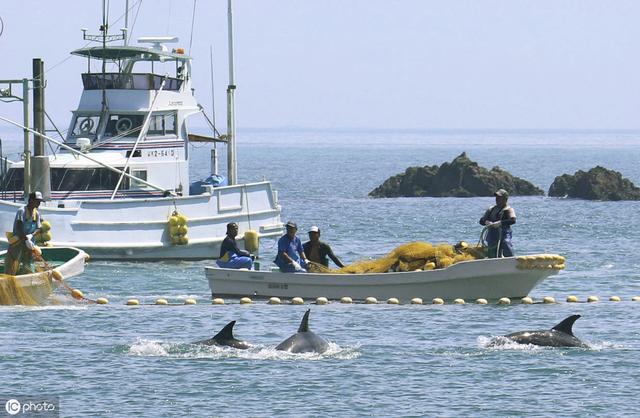 有「海豚灣」之稱的日本和歌山縣太地町在 9 月 1 日再度展開一年一度的「捕豚季」，開始獵殺海豚、短鰭領航鯨等小型鯨類。   圖 : 翻攝自ICphoto