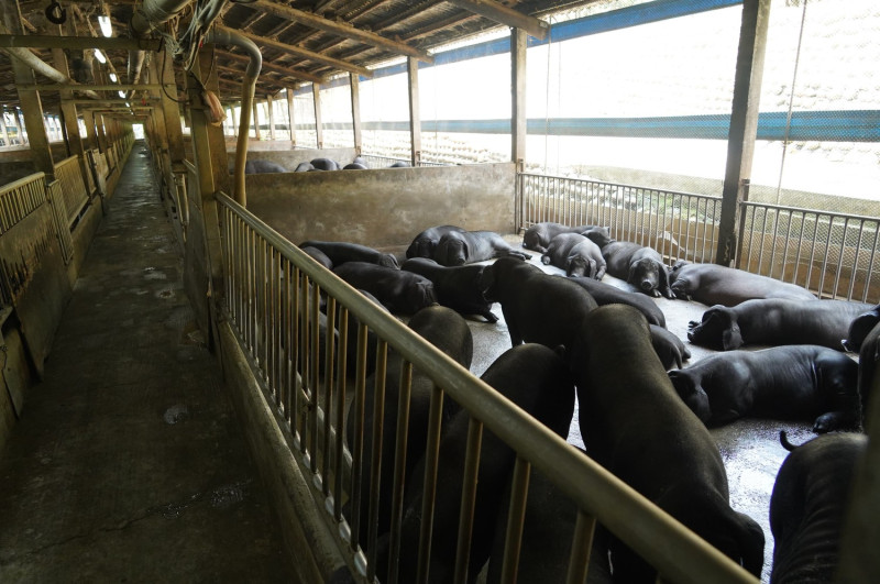 農委會宣布9月禁止廚餘養豬，昨日共查獲9家養豬場違規。   圖：農委會／提供