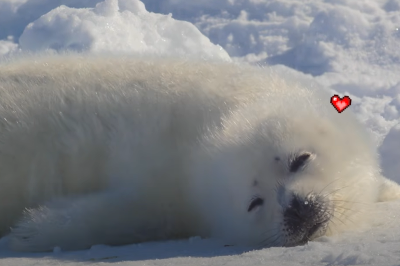 小海豹微笑睡覺，醒後突然對著鏡頭大放電！   圖／Youtube帳號：Baby Harp Seal ch