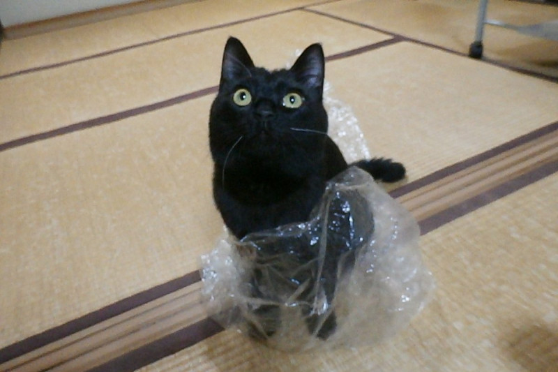 日本一隻黑貓日前走失，飼主求助浪貓竟然發生奇蹟！   圖／twitter帳號 touzainosaito3