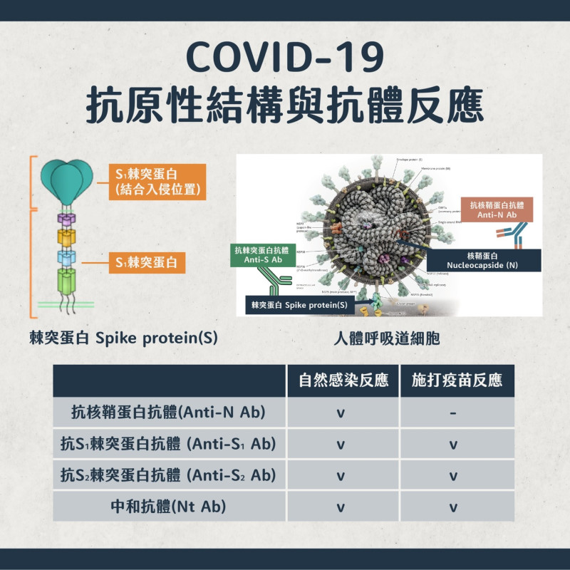 Covid-19抗原性結構與抗體反應。   圖：台北市政府 / 提供