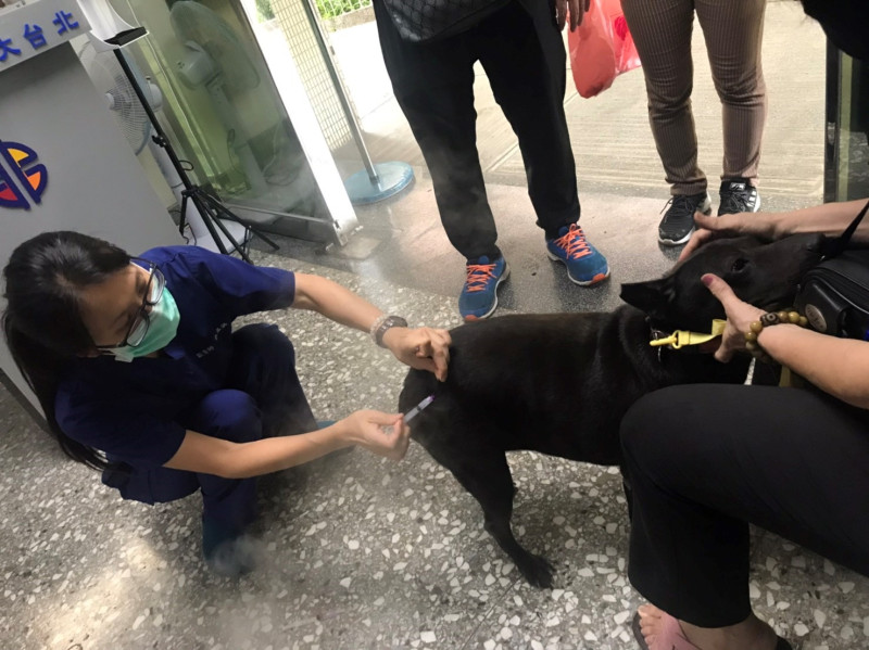 樹林高中教職員帶ASUS至動保處施打狂犬病疫苗。   圖：新北市動保處提供