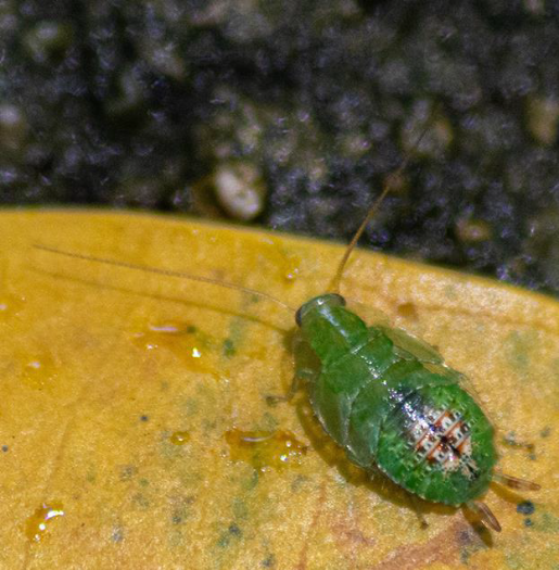 新加坡當地公園出現1隻「綠色蟑螂」。   圖：翻攝李光前自然歷史博物館