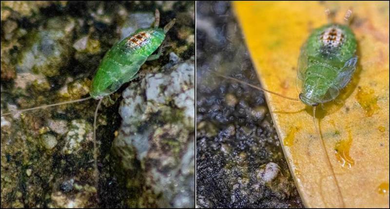 新加坡當地公園出現神秘昆蟲，經過專家檢視後確認，竟是1隻「綠色蟑螂」。   圖：翻攝李光前自然歷史博物館