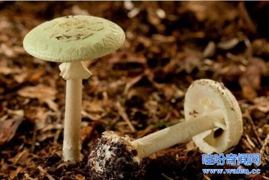 史上最毒蘑菇「死亡帽」。   圖：翻攝自第一農經