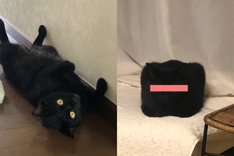 黑貓神奇擬物，不像貓的樣子非常迷惑人！   圖：翻攝自Twitter帳號：masayon4