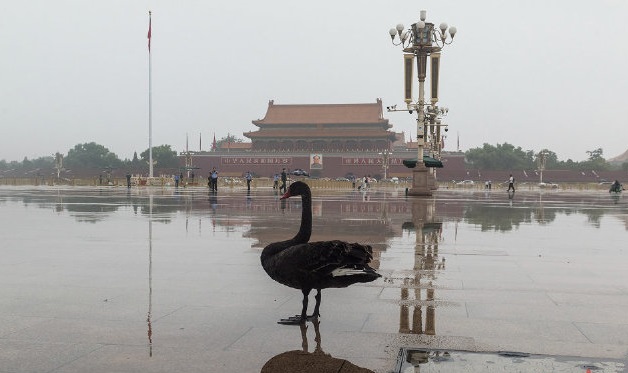 一隻黑天鵝降落在北京天安門廣場，掀起熱議。   圖:翻攝自微博