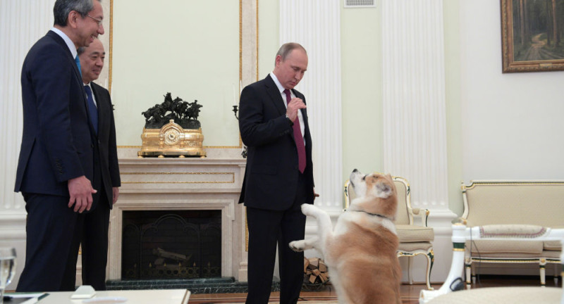 秋田縣知事佐竹敬久送給俄羅斯總統普丁的秋田犬「小夢」。   圖：翻攝自環球網