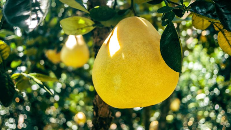 中秋柚子怎挑最好？營養師高敏敏分享了4款不同柚子的營養價值。   示意圖／取自pixabay