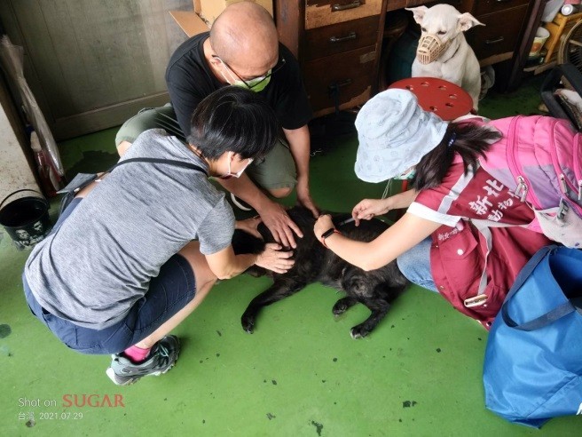 動保處人員協助塭仔圳廠家飼養犬隻植入晶片，做好寵物登記管理。    圖：新北市動保處提供