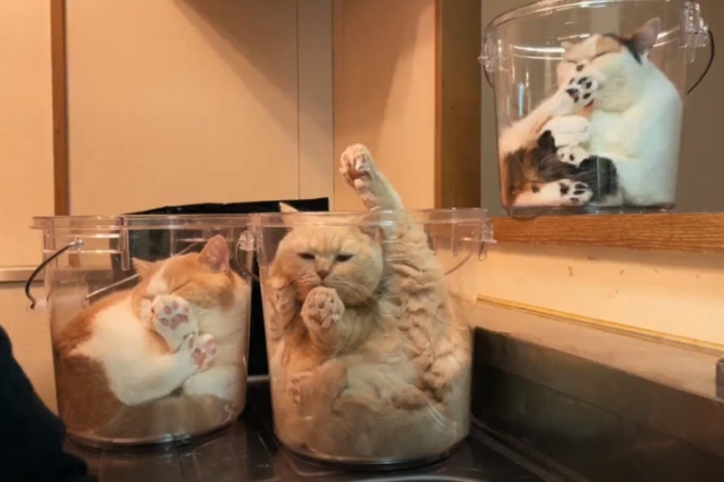 日本一名飼主日前做家事時，一旁有三隻貓分別占據透明水桶。   圖：翻攝自twitter帳號jirosan77