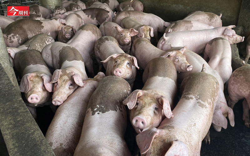 為了防堵非洲豬瘟，農委會緊急宣布禁用廚餘養豬一個月。   圖：屏東富貴畜牧場 / 提供
