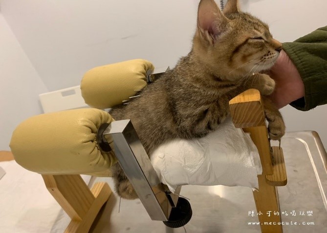 寵物長照動物醫院用針灸治療貓咪癱瘓。（取自貓小可部落客）。    圖：新北市動保處提供