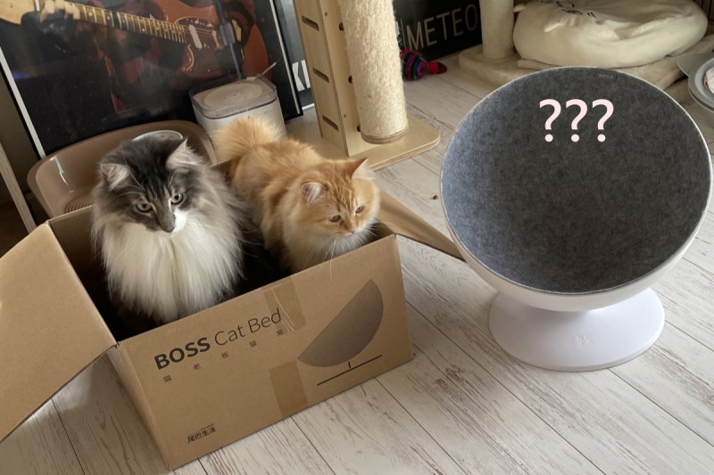 購入新窩剛擺出來，兩隻貓皇卻全部都坐進紙箱！   圖／Twitter帳號：NEKOLAND13
