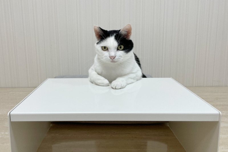 黑白貓小桌前折手手端坐，奴笑：能聊聊心事嗎？   圖／twitter帳號CatNaviDesk