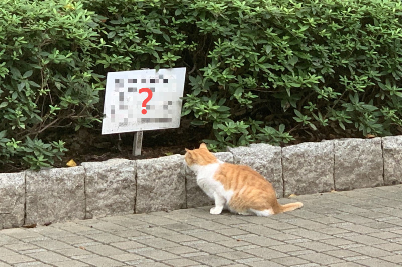 公園裡有一隻橘白貓盯著花圃裡的告示牌。   圖：翻攝自twitter帳號furuta_katsumi