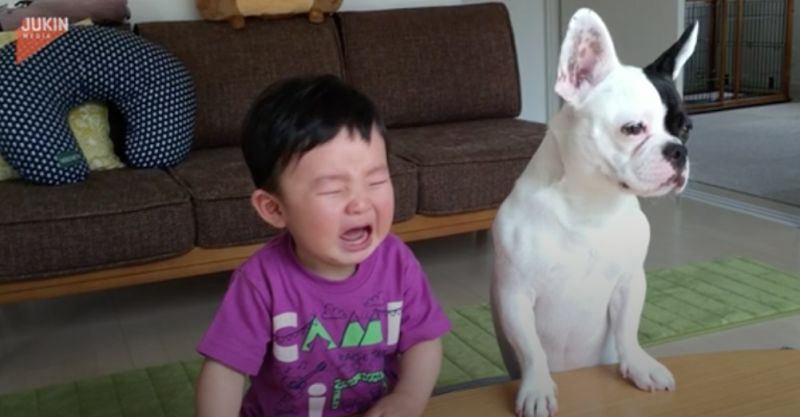 日本一名男嬰餅乾被狗狗偷吃以後開始大哭，豈料狗狗見狀竟也跟著哭，畫面相當爆笑。   圖／翻攝自AP美聯社＆Jukin Media
