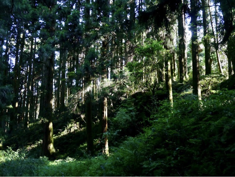 良好管理的植樹造林地能創造優美景觀並淨化空氣。   圖：新北市農業局提供
