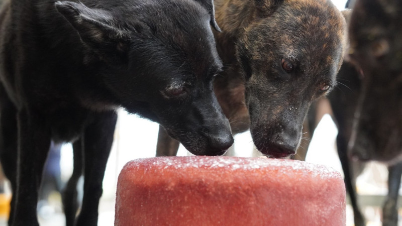 淡水動物之家毛寶貝各自選用喜愛冰品，圖為洛神花冰。   圖：新北市動保處提供