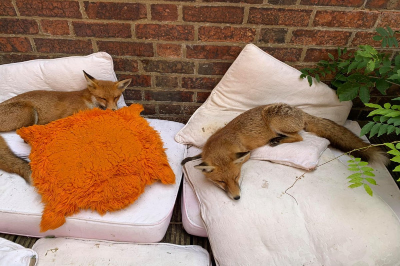 英國兩隻野生狐狸闖入女子家後院，當成自家一樣居住下來！   圖／FB帳號Foxyadventures2021