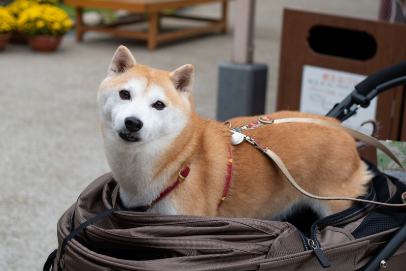 疫情警戒微解封，北捷擴大開放大型寵物車搭捷運。   圖／shutterstock