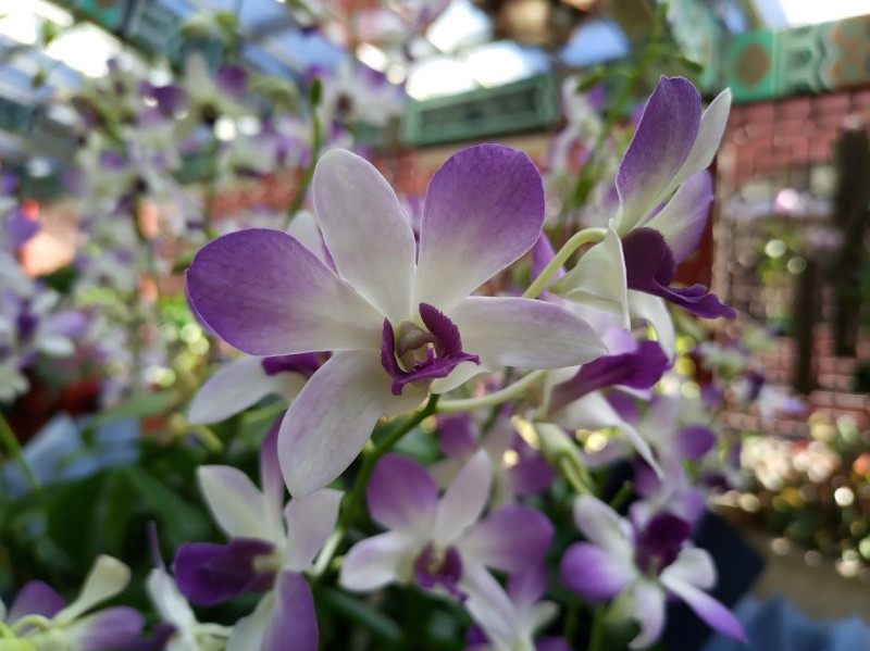 市場名為「阿里郎」的品種是淡雅的紫色花。   圖：台北公園處／提供