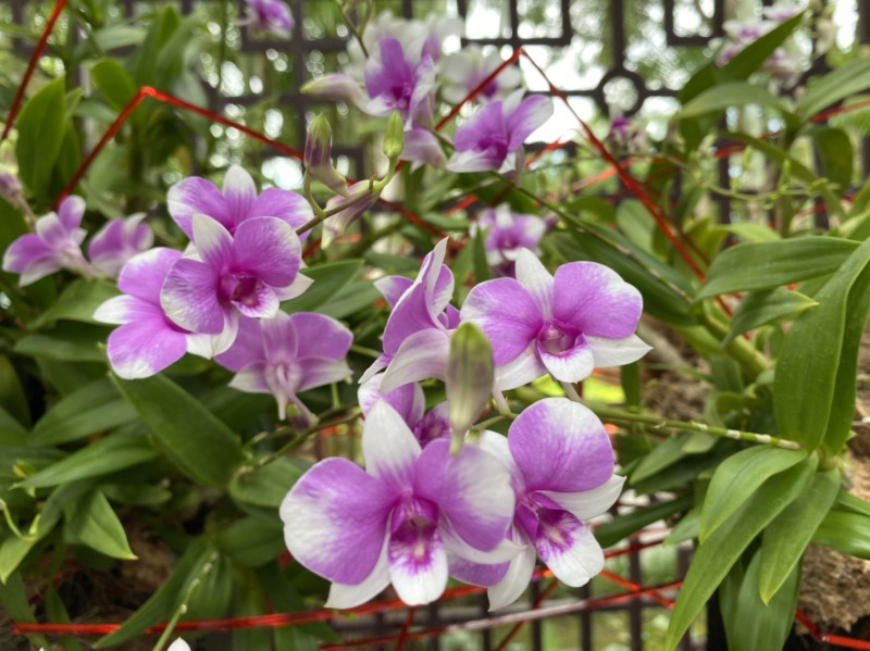 暱稱「娃娃」的小型石斛蘭品種，花形有如蝴蝶蘭般。   圖：台北公園處／提供