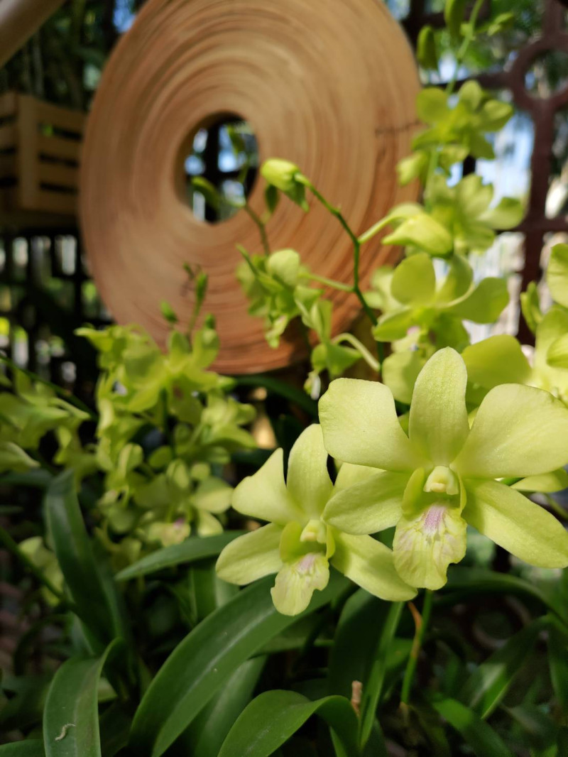 「綠色幻想」石斛蘭翠綠的花朵有耐久的觀賞期，是花藝設計師最愛。   圖：台北公園處／提供