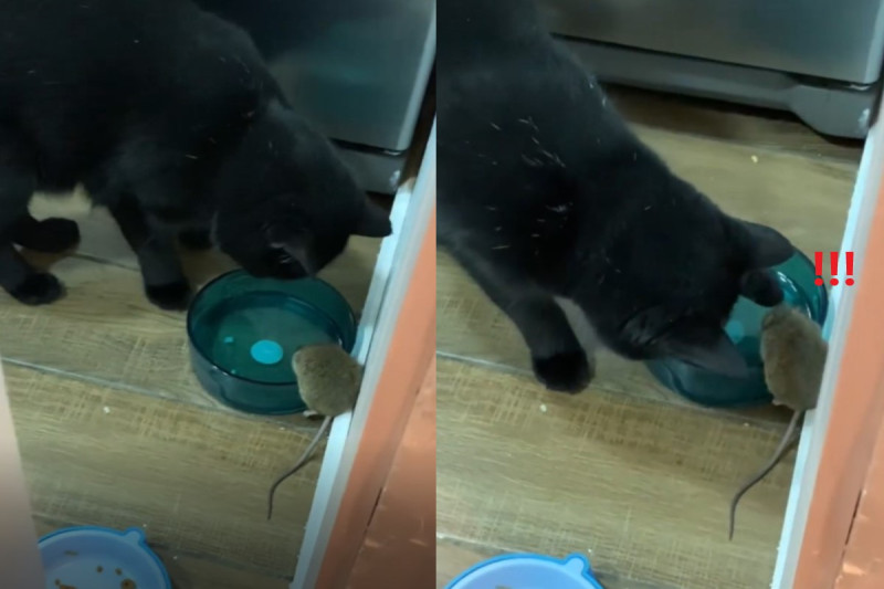 黑貓盯著水碗旁的小老鼠，下秒竟讓爸超級傻眼！   圖／IG帳號simonel.gato
