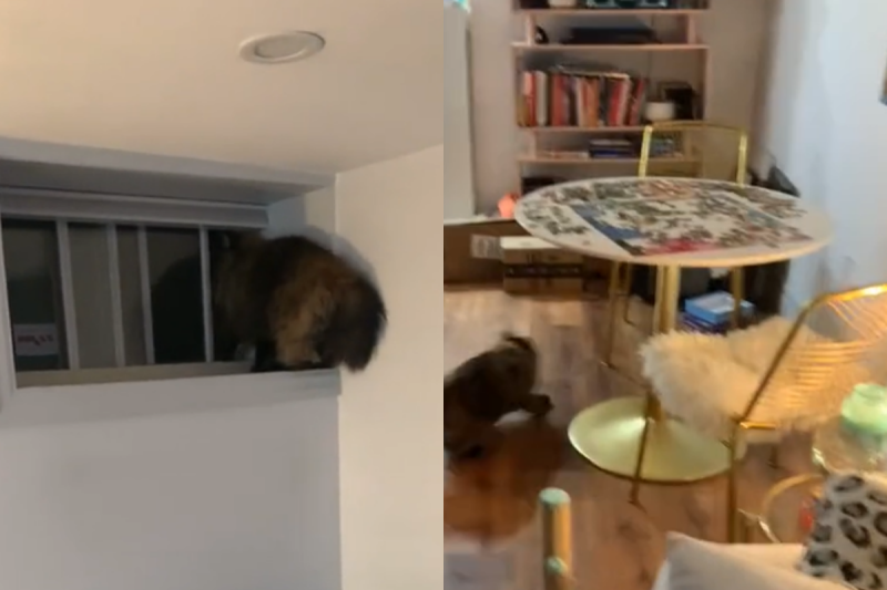 好不容易拚好5成的拼圖，卻被激動貓一腳踢翻！   圖／TiKTok帳號：__ashleysmashley__