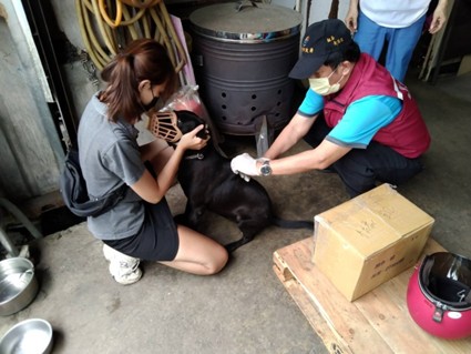 動保處獸醫協助工廠犬完成疫苗注射。   圖：新北市動保處提供