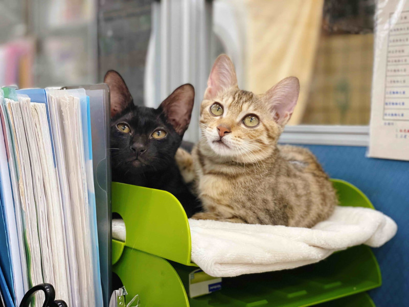 「小背心」不只親人，跟其他貓咪也能相處融洽。   圖：新北市動保處提供