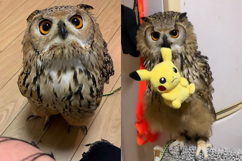 貓頭鷹叼著皮卡丘玩偶，神氣地炫耀自己的玩具！   圖／Instagram帳號：apple_owls