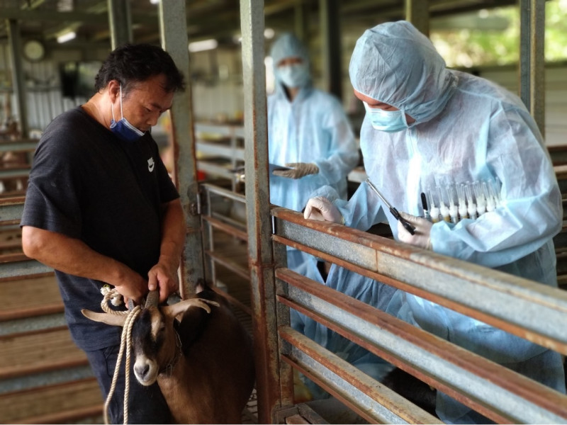 新北市動保處防疫人員為羊隻採樣前，仔細檢查羊隻生理狀況。   圖：新北市動保處提供