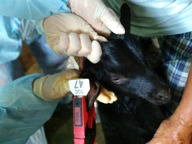 臺灣黑山羊施打110年度防疫耳標。   圖：新北市動保處提供