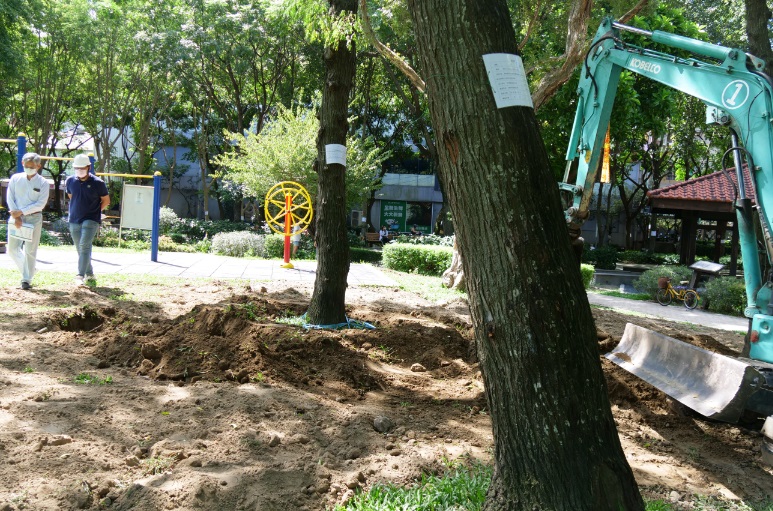 現正依樹木移植計畫中編號造冊的樹木進行修枝移植、養根的前置作業。   圖：新北市交通局提供