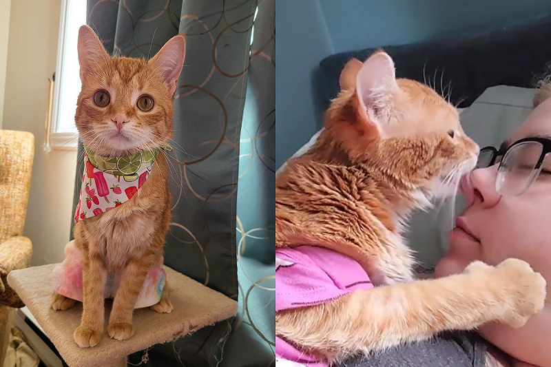 橘貓大方秀肉球，下秒擁吻飼主超深情！   圖／Instagram帳號：mazethemanx