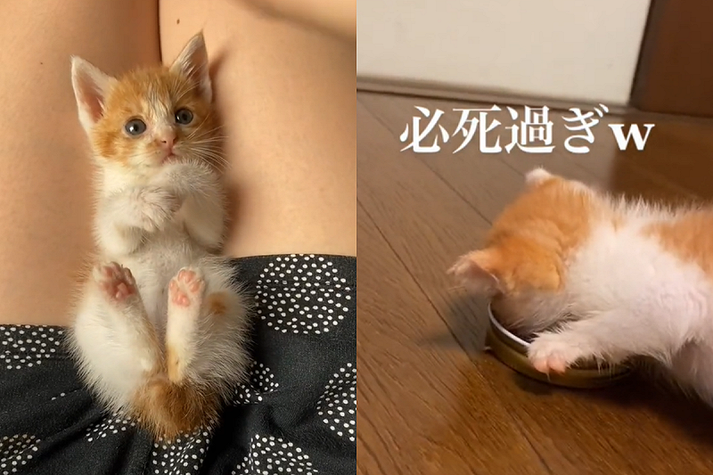 小肉橘貪吃，竟邊吃邊推著飯碗跑！   圖／TiKTok帳號：30786926609