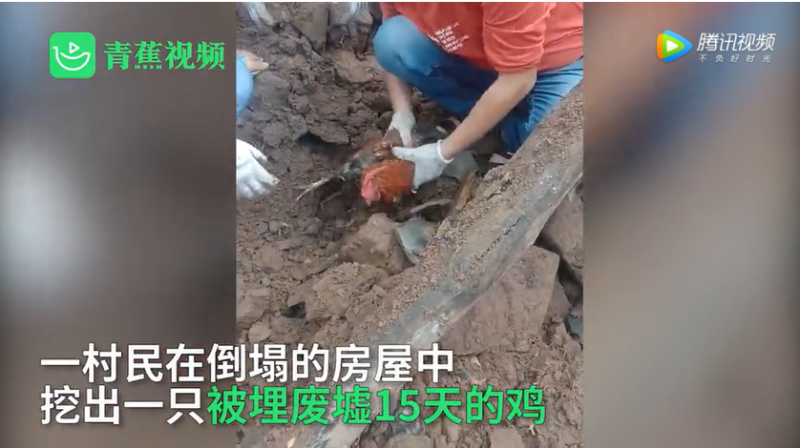 中國四川一名村民在倒塌房屋的廢墟中，挖出一隻被埋在廢墟長達15天的雞，不吃不喝15天竟還存活。   圖: 翻攝自騰訊網