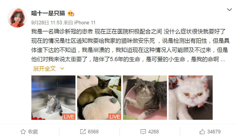 中國大陸傳出有1名確診感染新冠肺炎的女性，在醫院接受隔離治療時，被通知家裡飼養的寵物貓也被檢測出陽性反應，將被執行「安樂死」。   圖：「喵十一是只貓」微博截圖