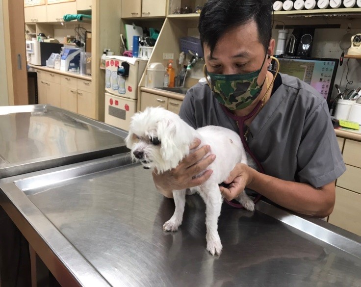姚勝隆獸醫師幫狗狗做聽診，檢測是否有異常心雜音。   圖：新北市動保處提供