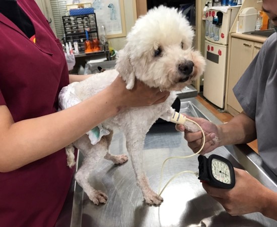 獸醫師幫狗狗量測血壓。   圖：新北市動保處提供