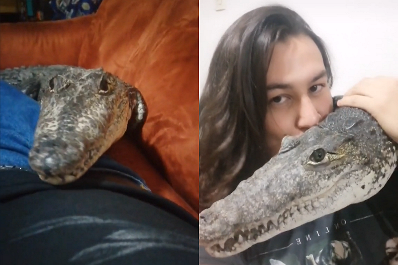 沼澤貓趴肚撒嬌，估溜大眼直視主人：摸偶！   圖／TikTok帳號turtlesandcrocs
