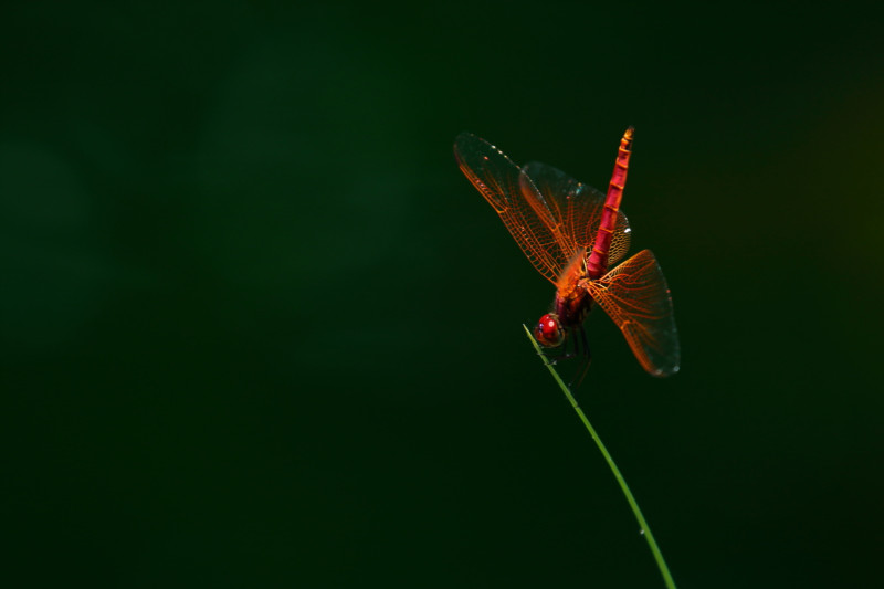 草莖上的褐斑蜻蜓。   圖：新北市水利局提供